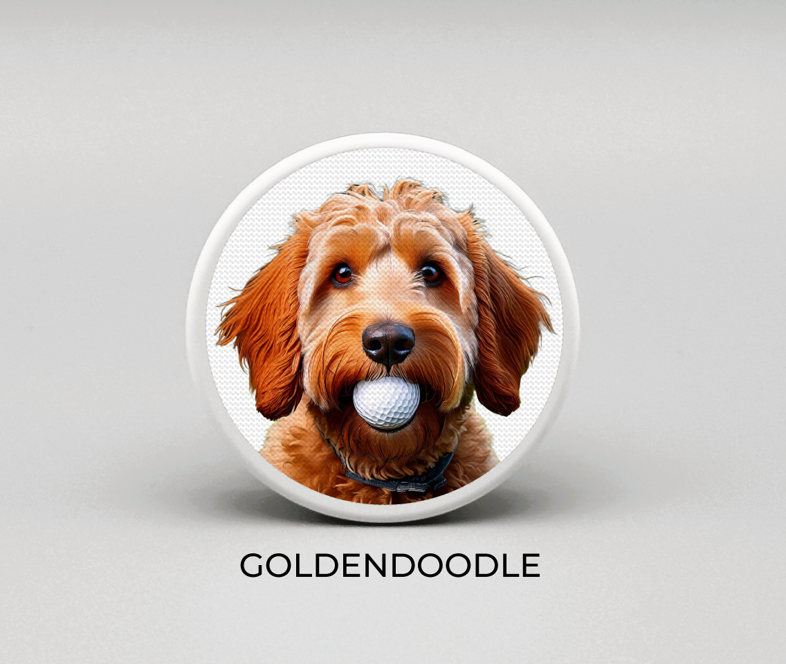 Goldendoodle
