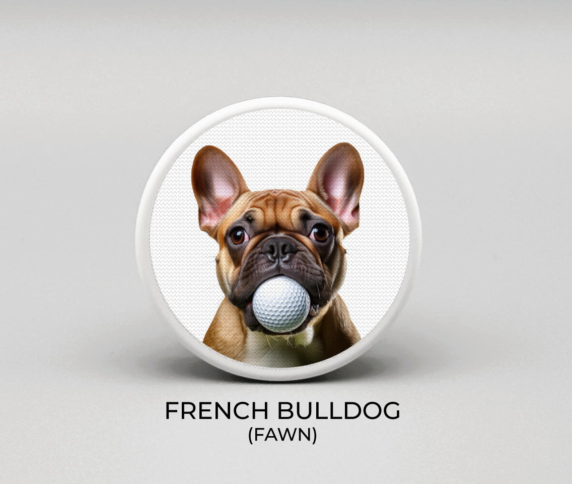 French Bulldog - Fawn