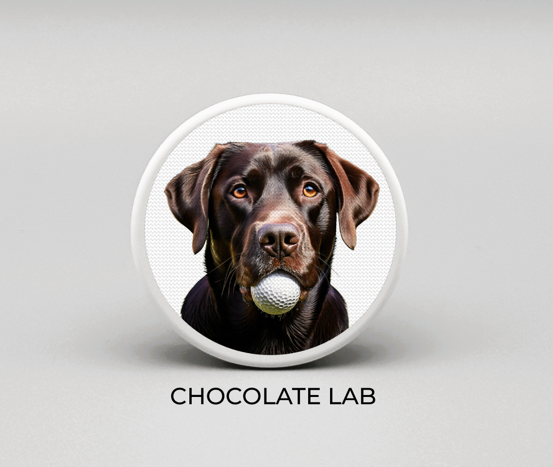 Chocolate Lab