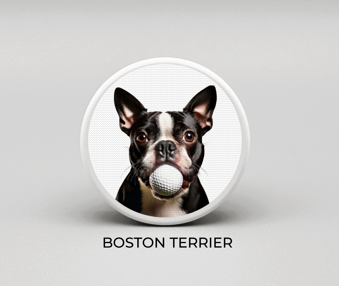 Boston Terrier