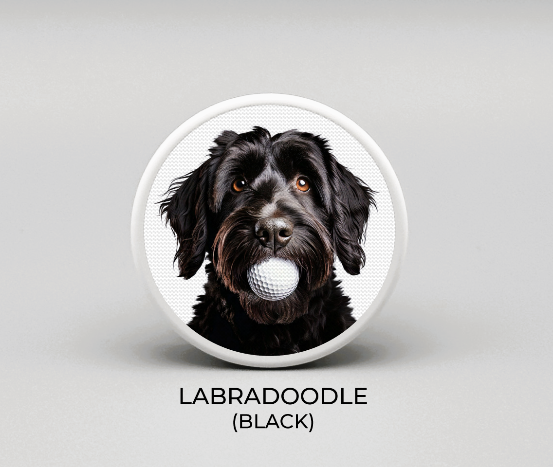 Labradoodle - Black
