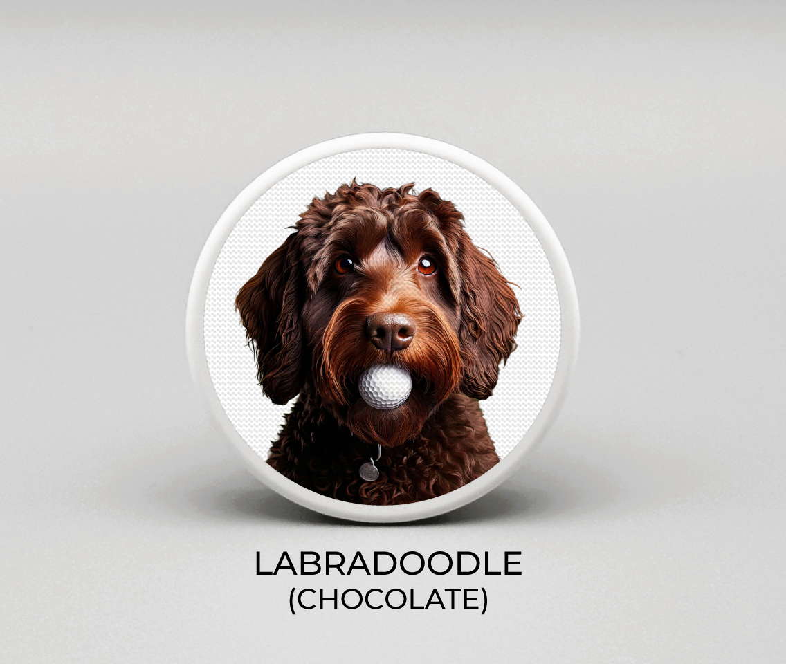 Labradoodle - Chocolate
