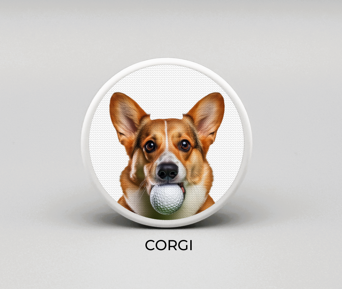 Corgi