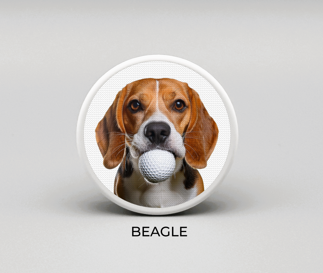 Beagle