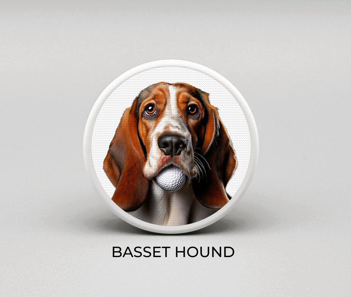 Basset Hound