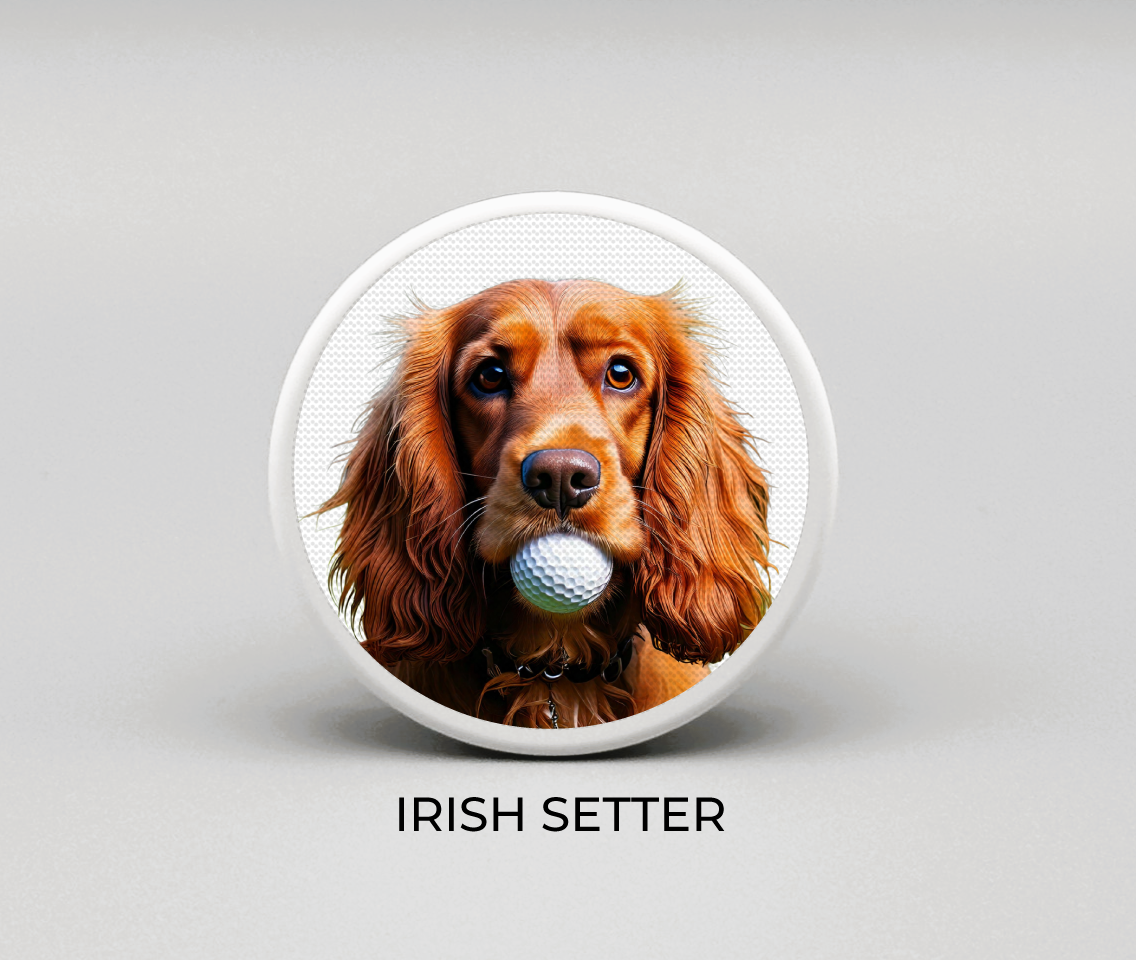 Irish Setter