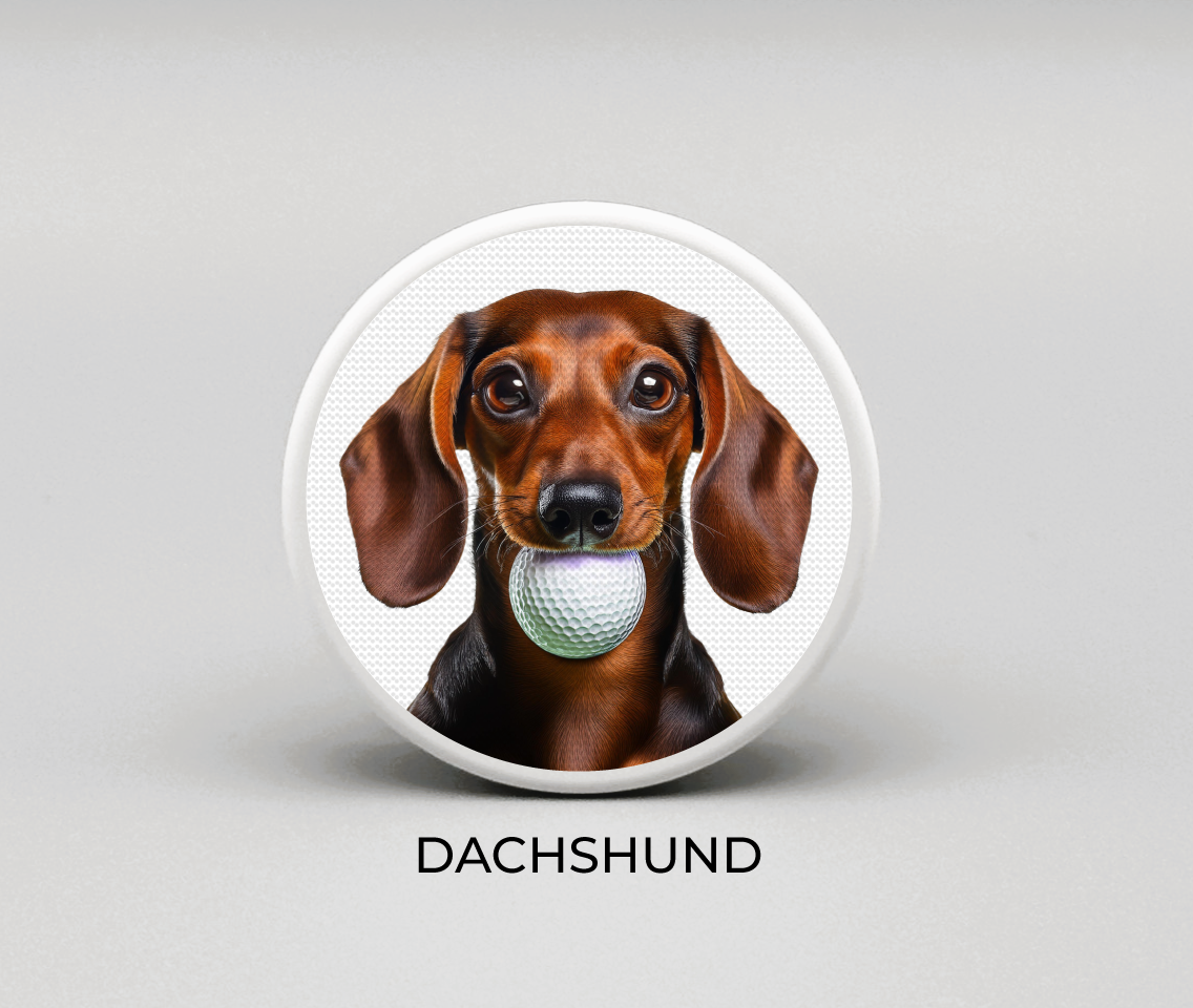 Dachshund