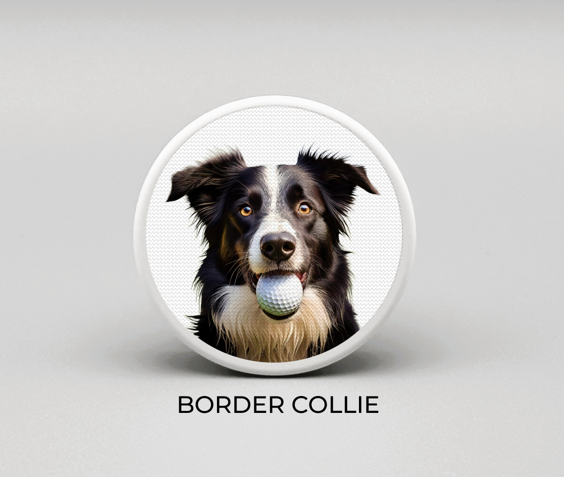 Border Collie
