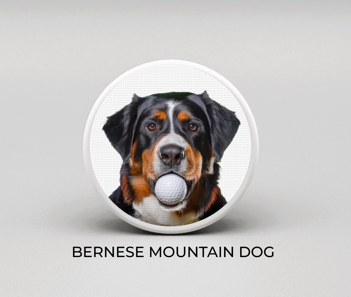 Bernese Mountain Dog